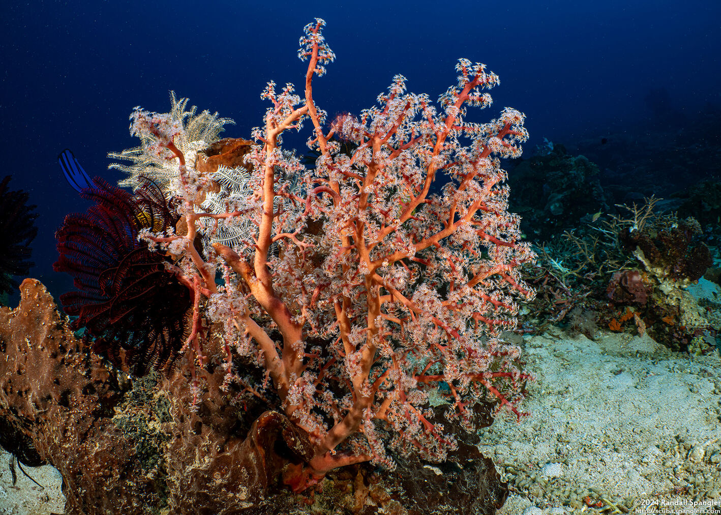 Siphonogorgia sp.2 (Siphonogorgia sp.2)