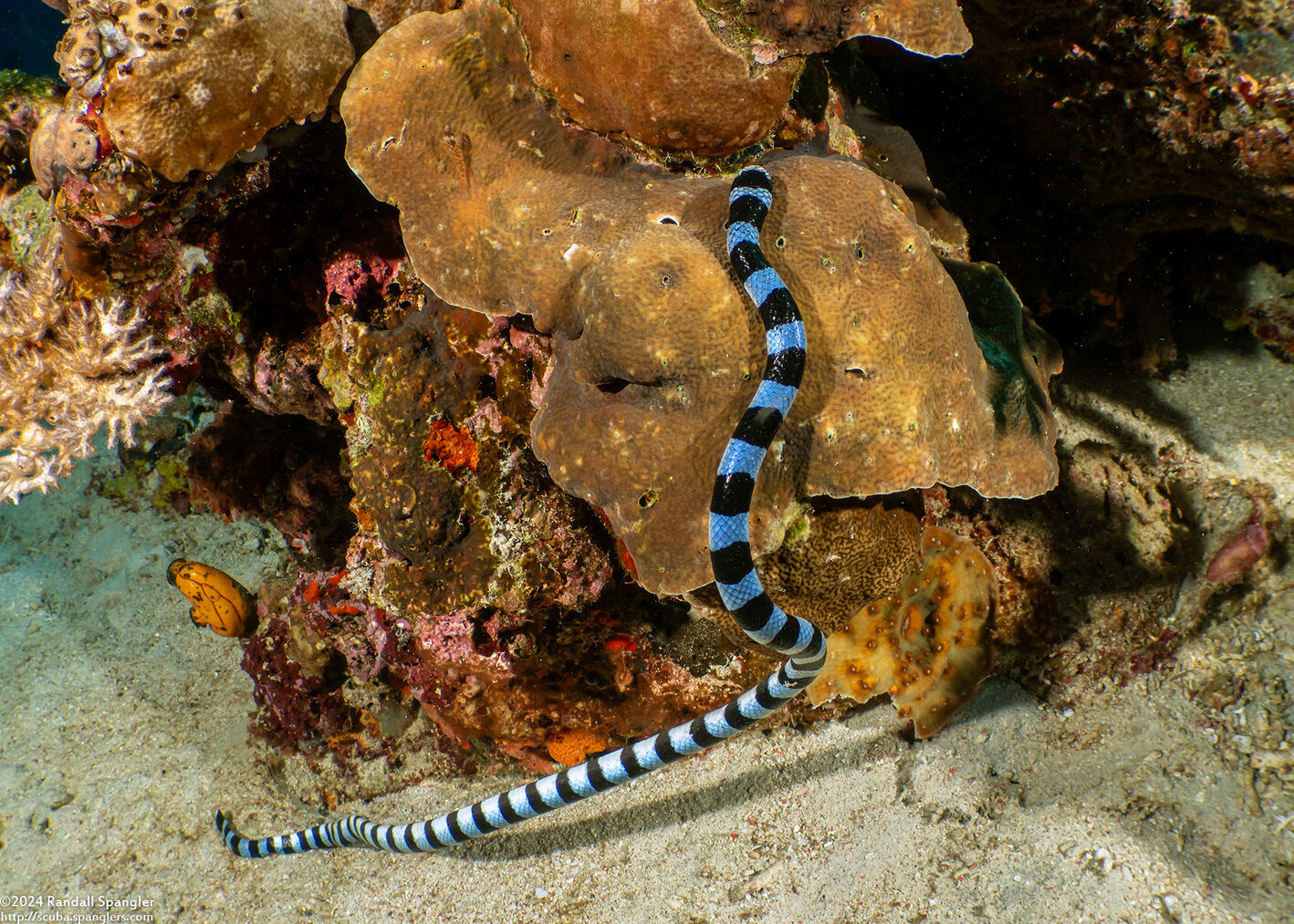 Laticauda colubrina (Banded Sea Krait)