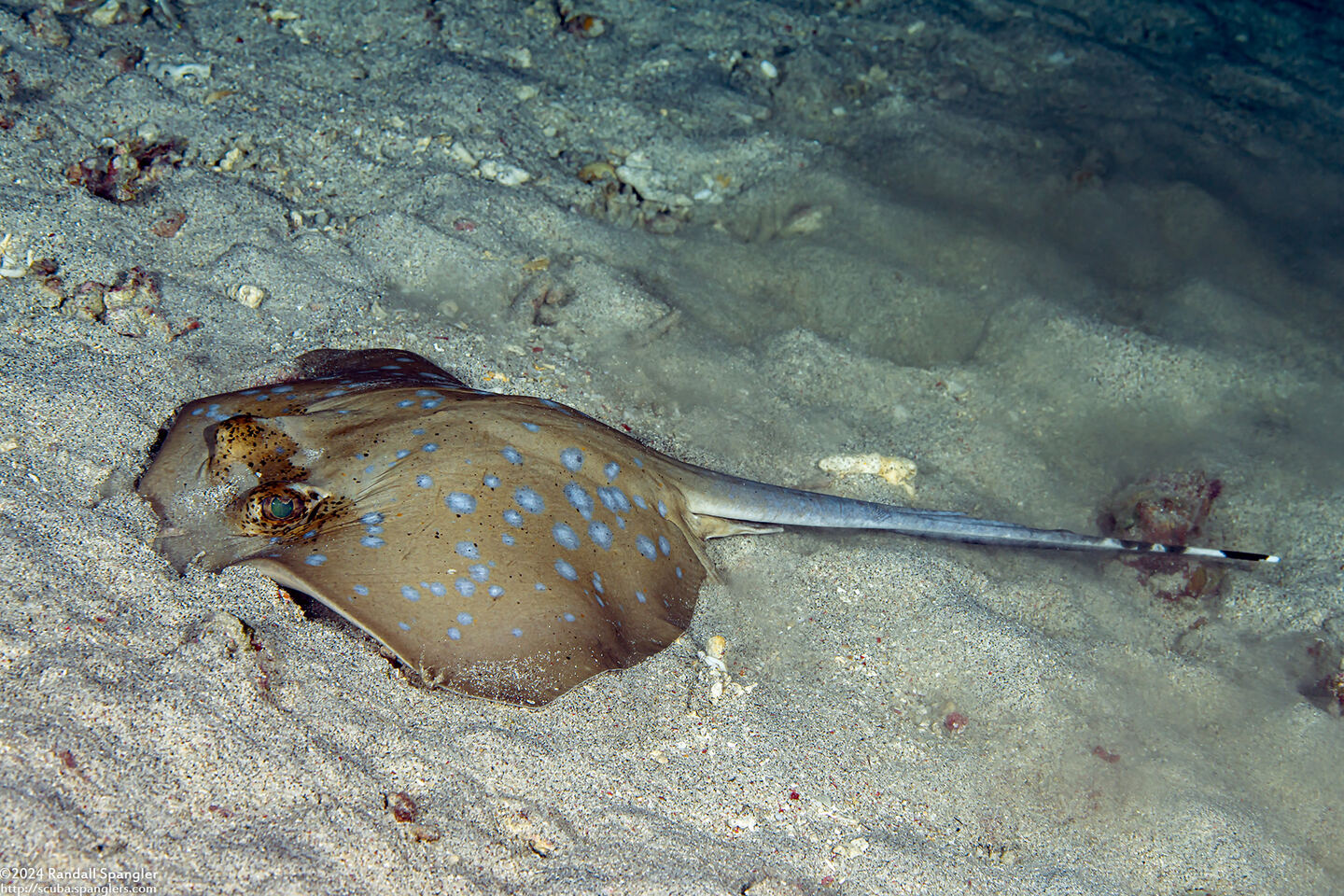 Neotrygon kuhlii (Blue-Spotted Stingray)