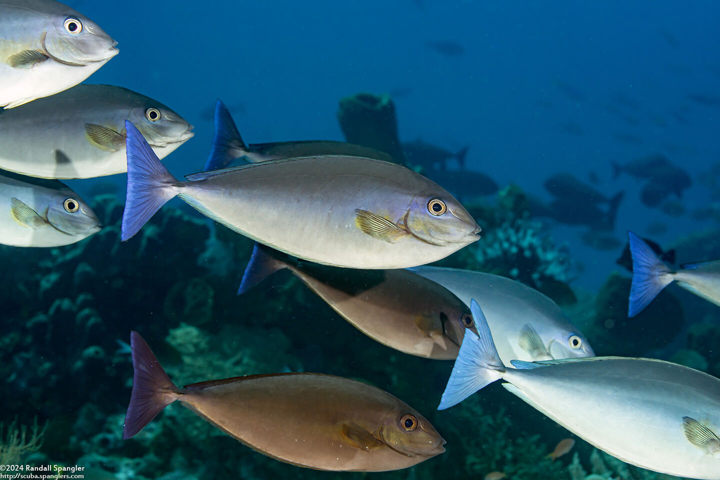 Naso caeruleacauda (Bluetail Unicornfish)