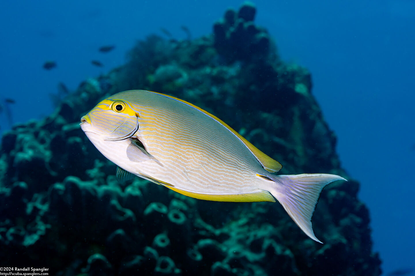 Acanthurus mata (Yellowmask Surgeonfish)