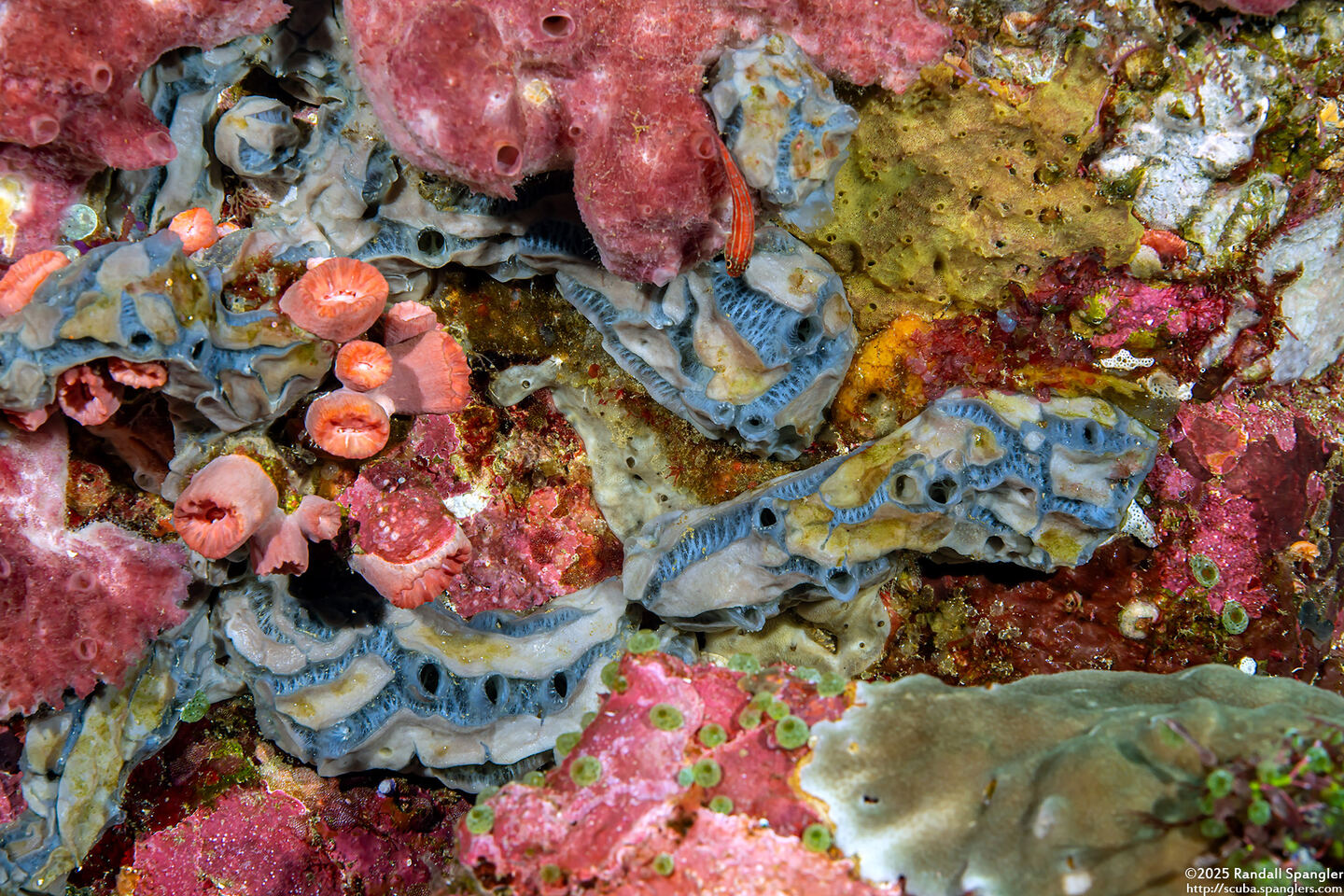 Placospongia melobesioides (Placospongia Melobesioides)