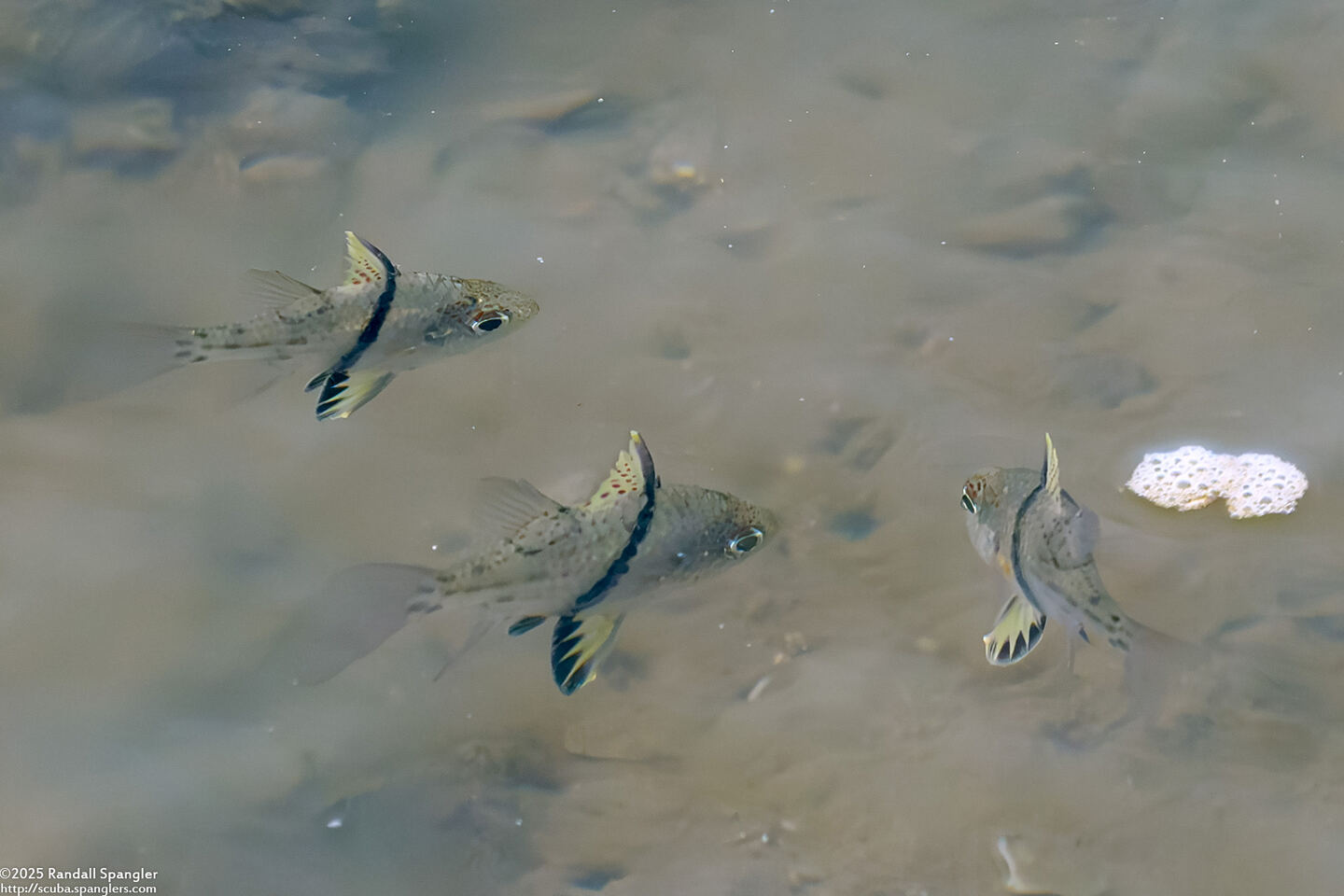 Sphaeramia orbicularis (Orbicular Cardinalfish)