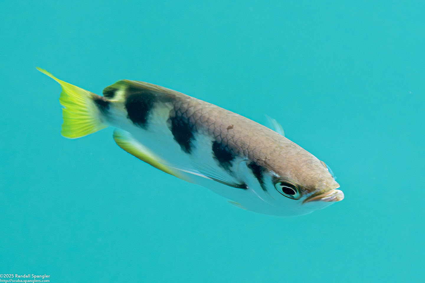 Toxotes jaculatrix (Banded Archerfish)