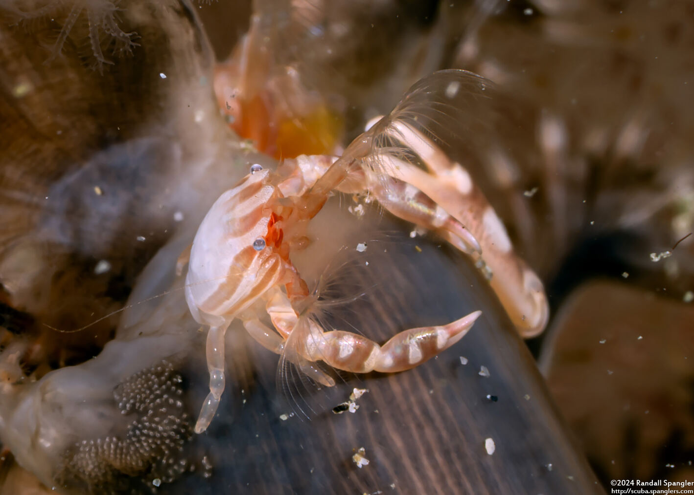 Porcellanella haigae (Haig's Porcelain Crab)