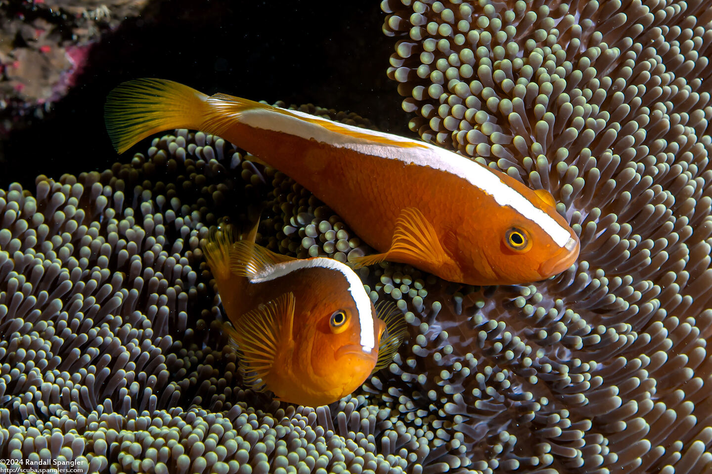 Amphiprion sandaracinos (Orange Anemonefish)