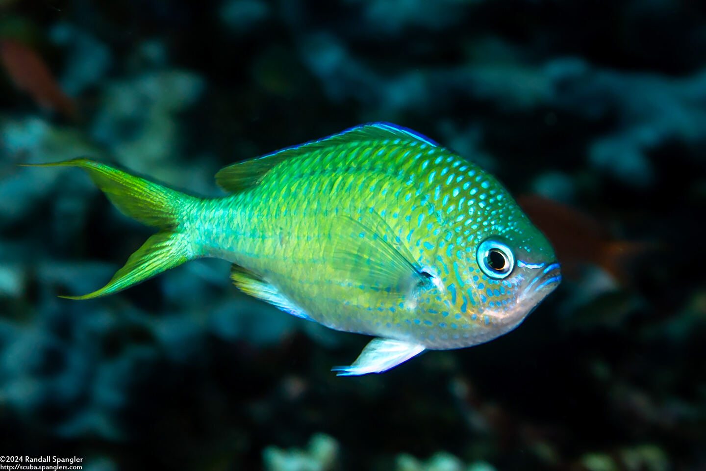 Chromis atripectoralis (Blackaxil Puller)