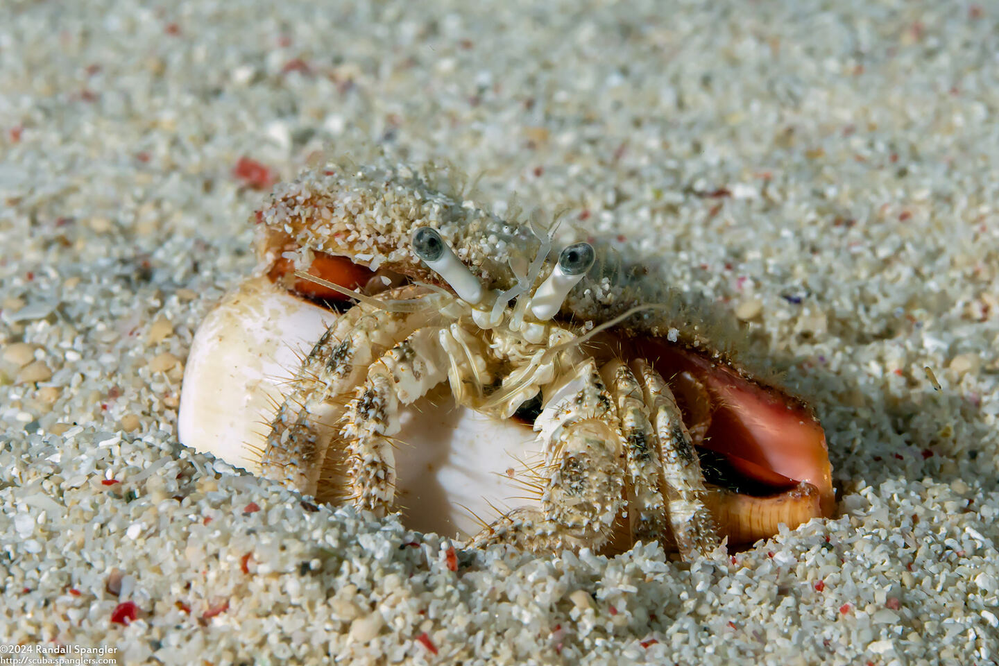 Dardanus woodmasoni (Woodmason's Hermit Crab)