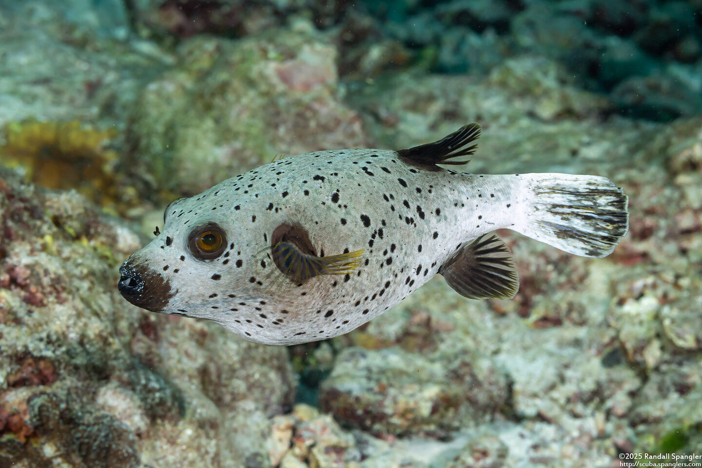 Arothron nigropunctatus (Blackspotted Puffer)