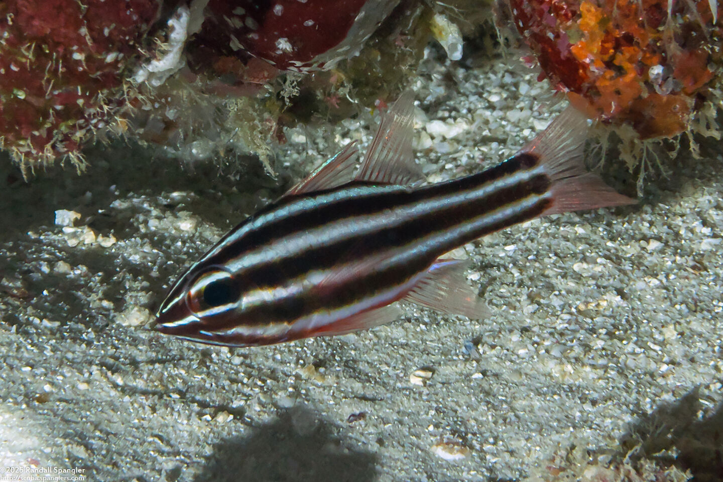 Ostorhinchus nigrofasciatus (Blackstripe Cardinalfish)