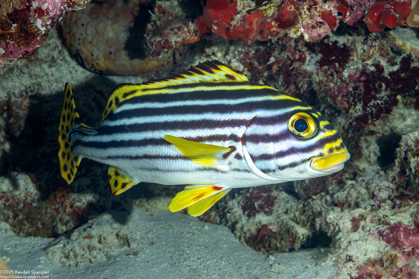 Plectorhinchus vittatus (Oriental Sweetlips)