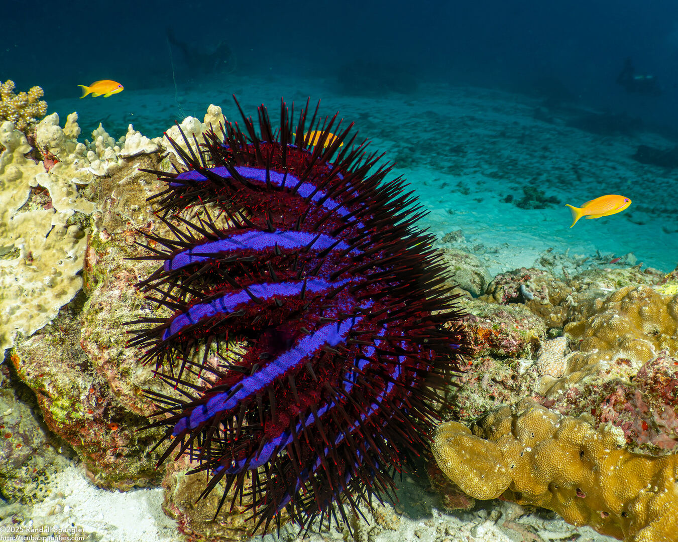 Acanthaster planci (Indian Crown-of-Thorns Star)