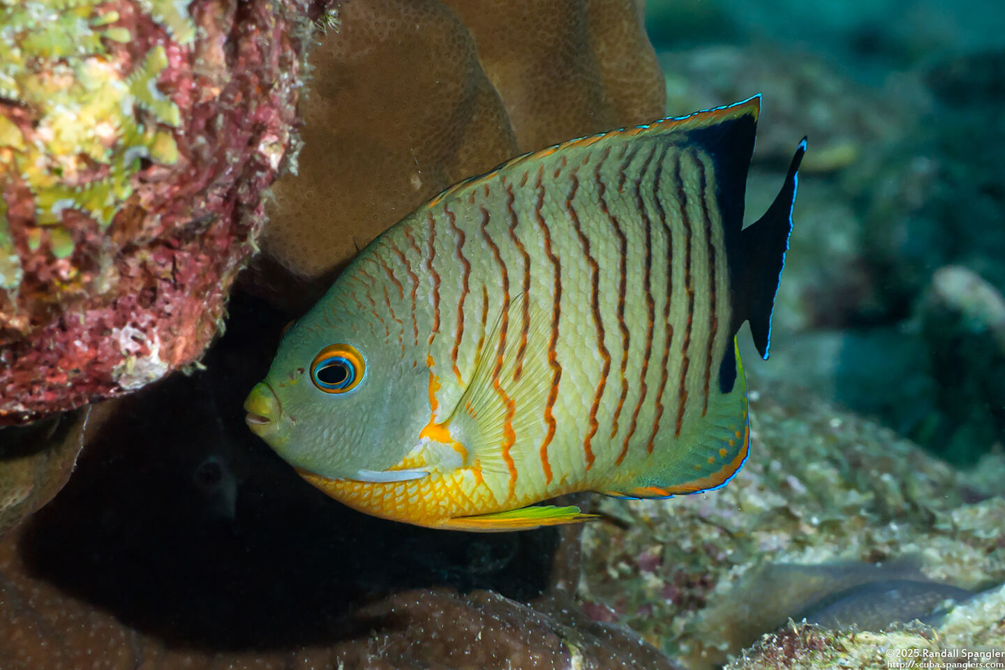 Centropyge eibli (Blacktail Angelfish)