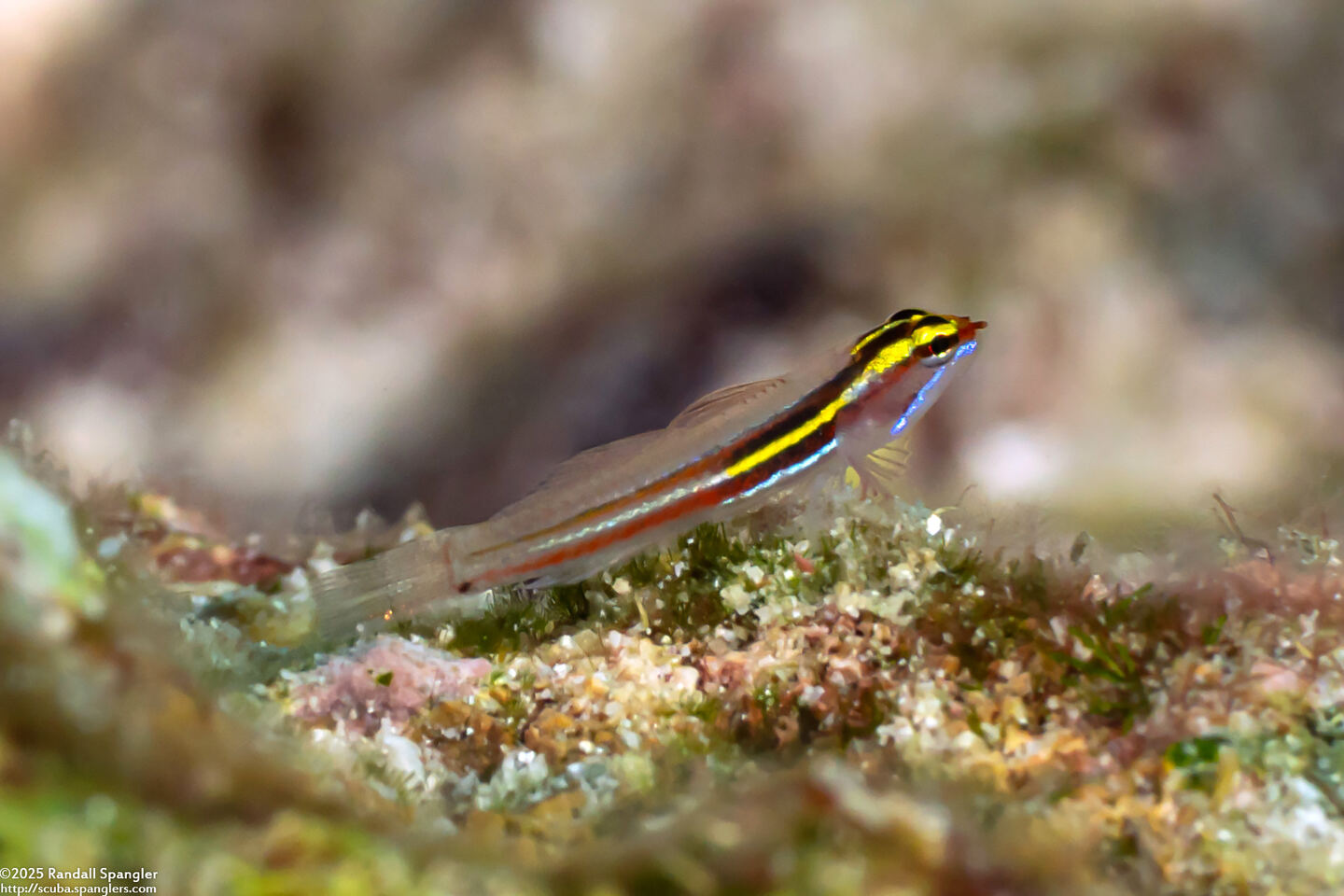 Eviota mikiae (Yellow and White Striped Pygmygoby)