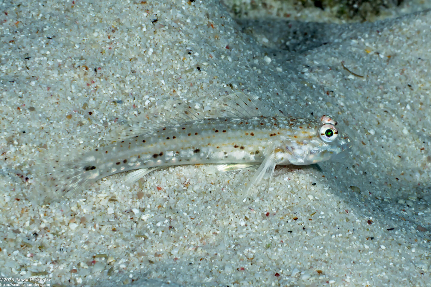 Istigobius decoratus (Decorated Sandgoby)