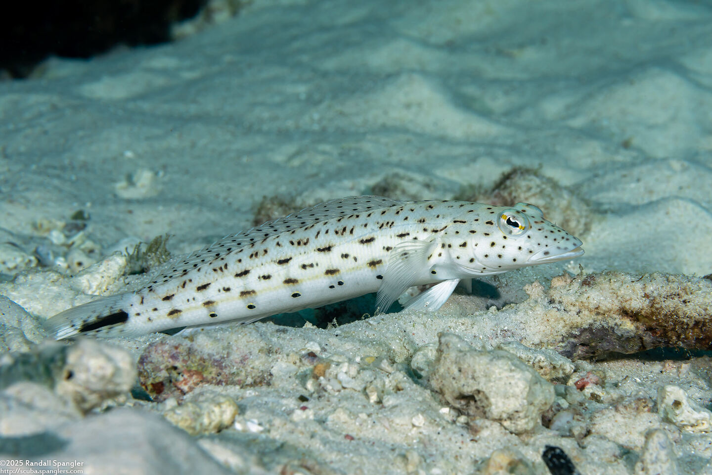 Parapercis hexophtalma (Speckled Sandperch)