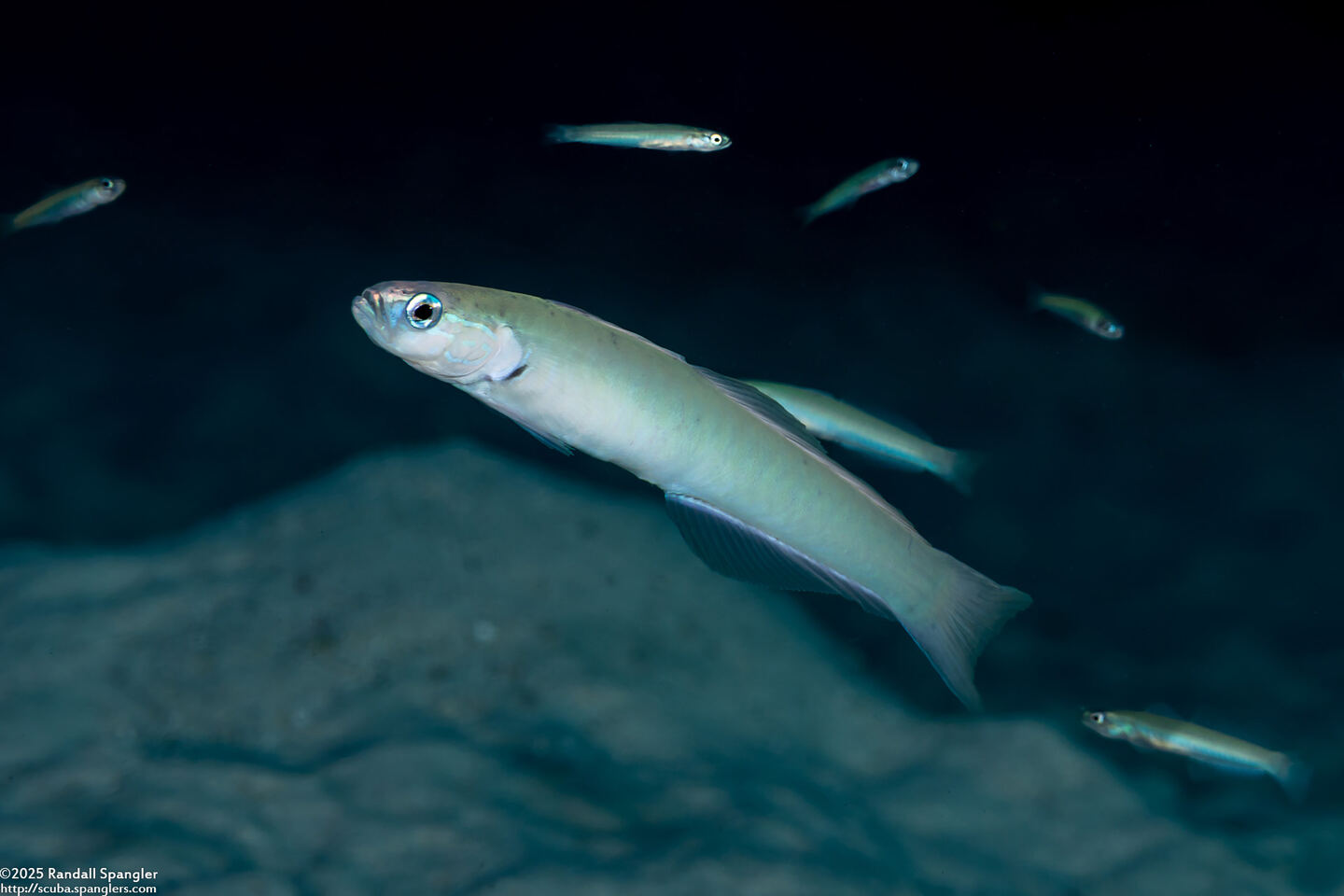 Ptereleotris microlepis (Pearly Dartfish)