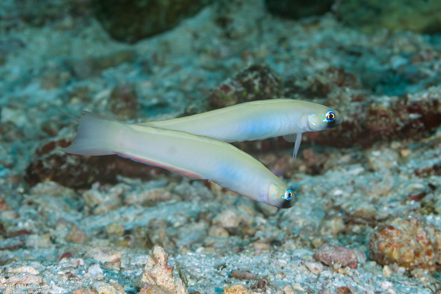 Ptereleotris monoptera (Monofin Dartfish)
