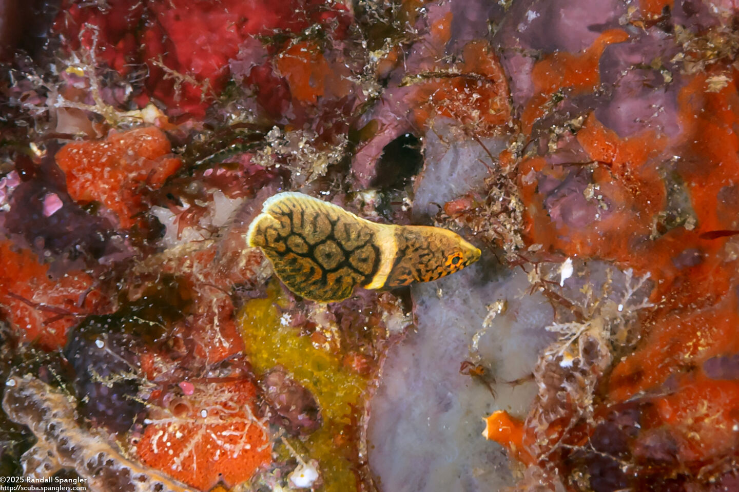 Anampses lineatus (Lined Wrasse)