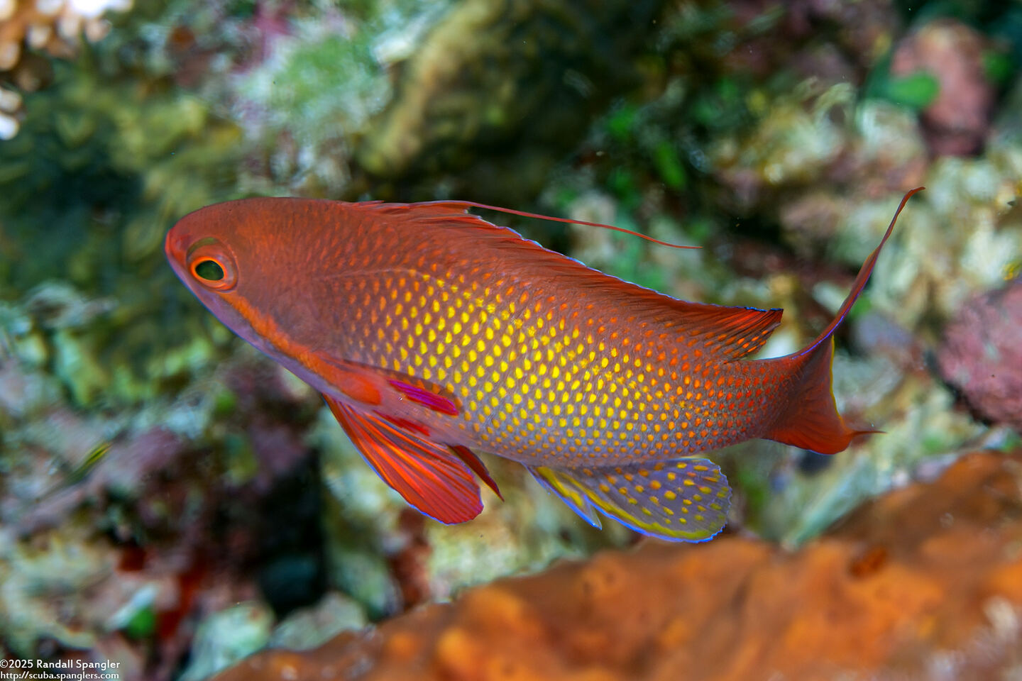Pseudanthias squamipinnis (Scalefin Anthias)