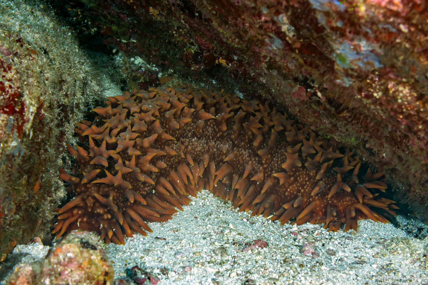 Thelenota ananas (Pineapple Sea Cucumber)