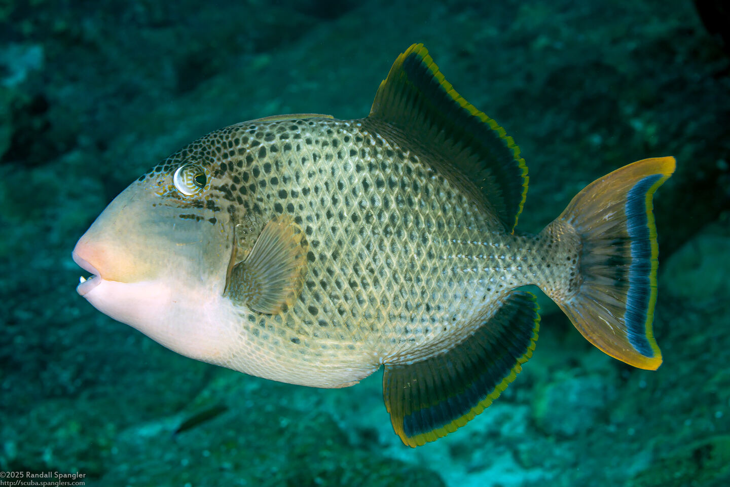Pseudobalistes flavimarginatus (Yellowmargin Triggerfish)