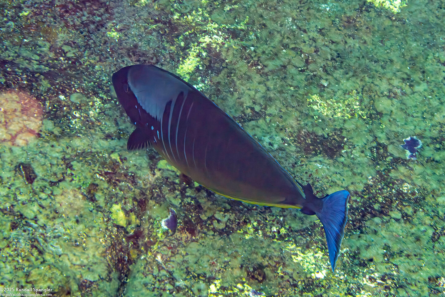 Naso hexacanthus (Sleek Unicornfish)