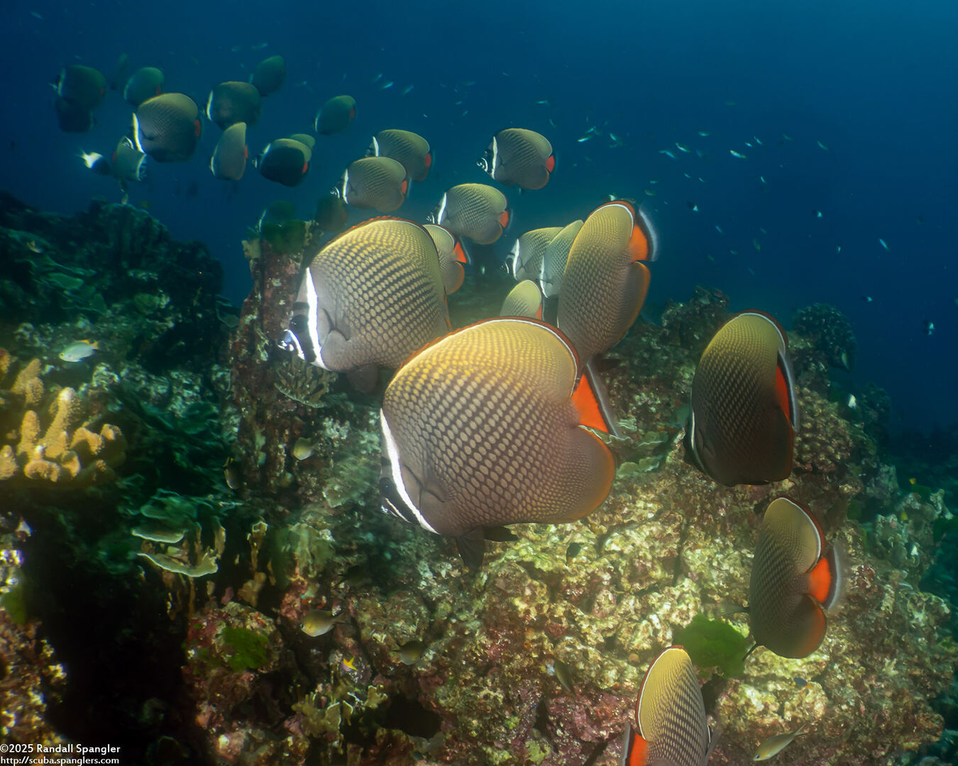 Chaetodon collare (White Collar Butterflyfish)