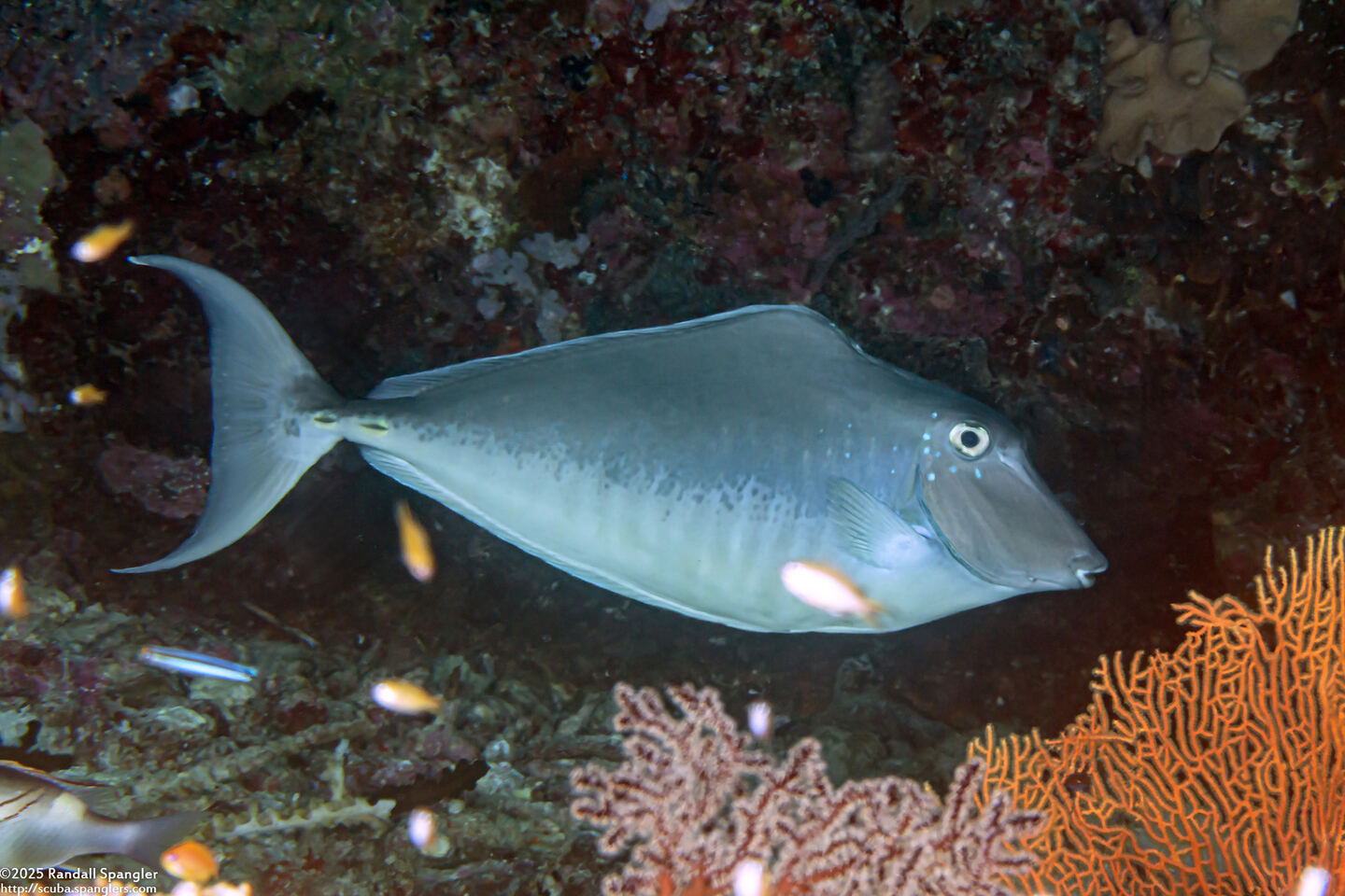 Naso brachycentron (Humpback Unicornfish)