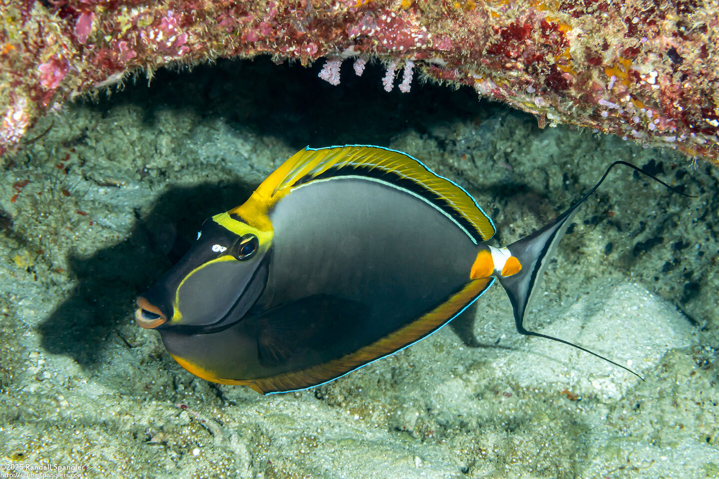Naso elegans (Elegant Unicornfish)