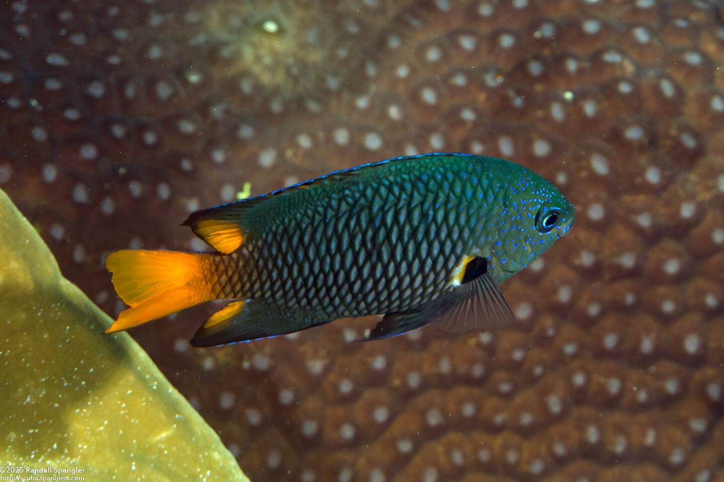 Pomacentrus philippinus (Philippine Damsel)