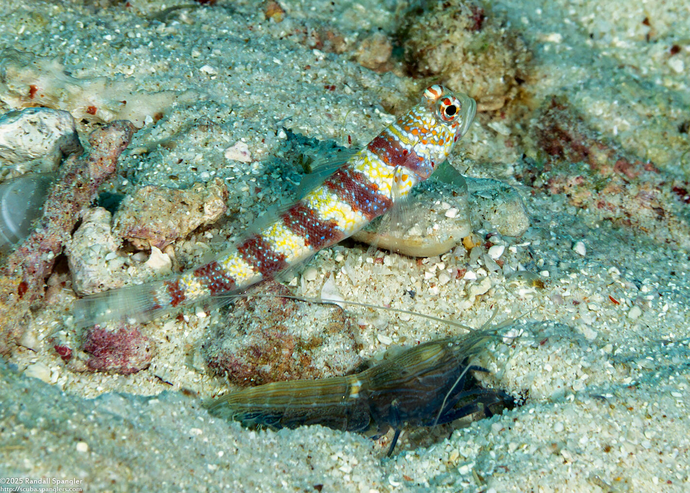 Alpheus sp.1 (White Saddle Snapping Shrimp)