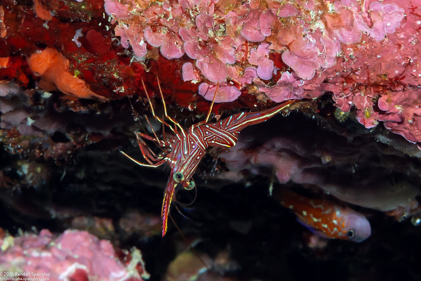Rhynchocinetes durbanensis (Dancing Shrimp)