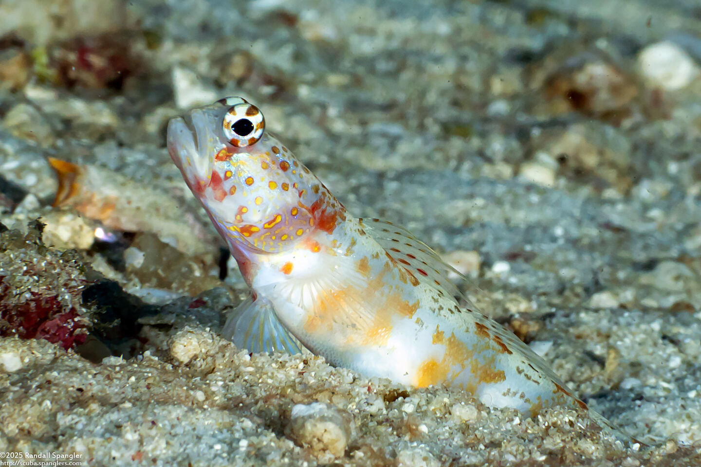 Amblyeleotris periophthalma (Broad-Banded Shrimpgoby)