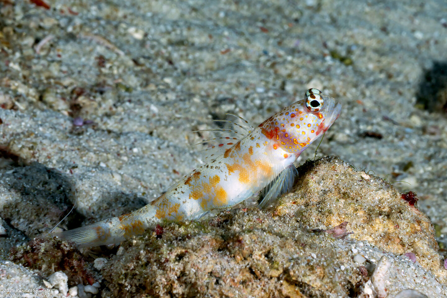 Amblyeleotris periophthalma (Broad-Banded Shrimpgoby)