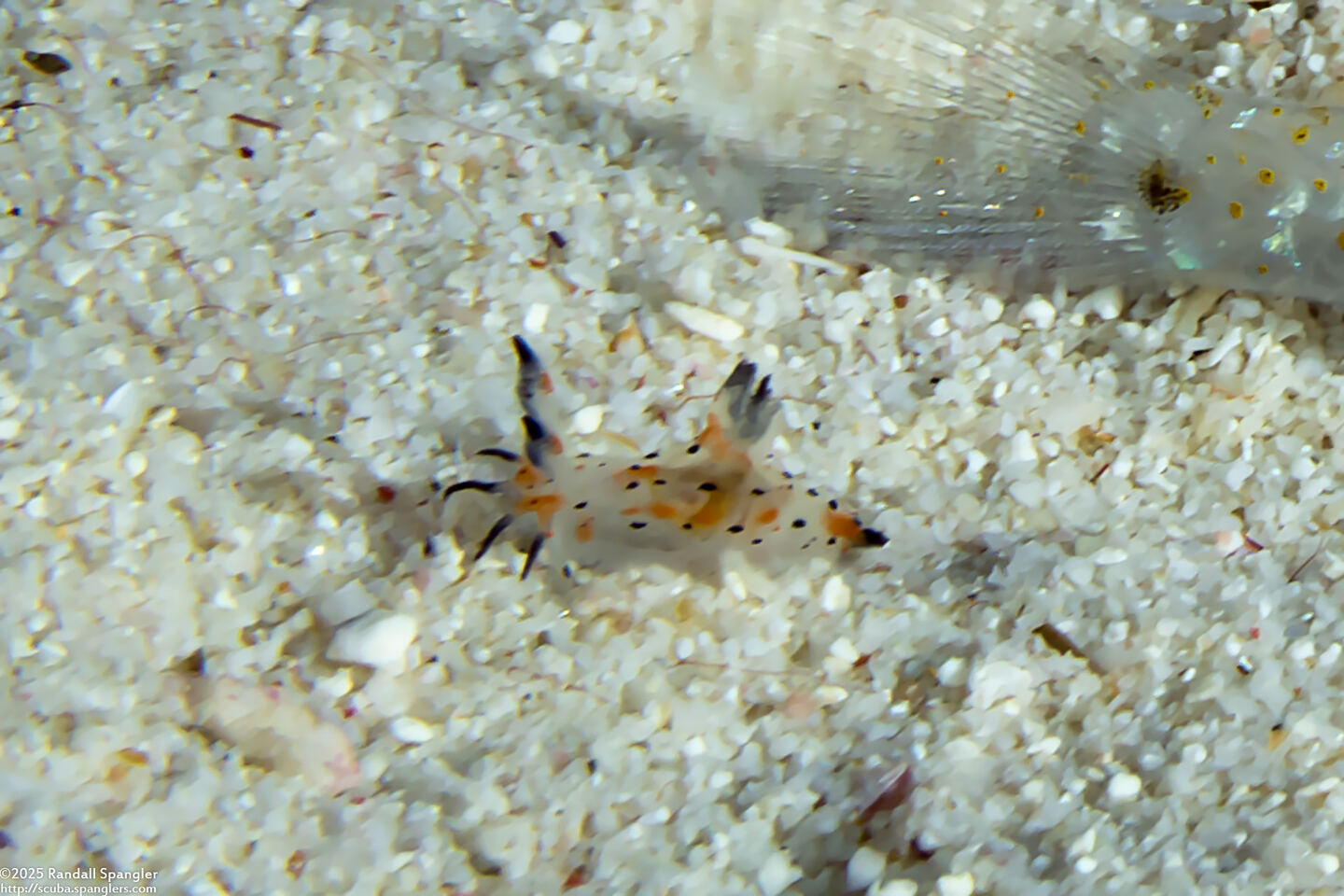 Polycera abei (Pale Polycera)