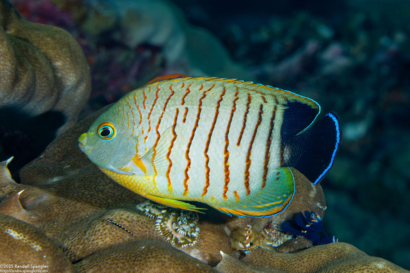 Centropyge eibli (Blacktail Angelfish)