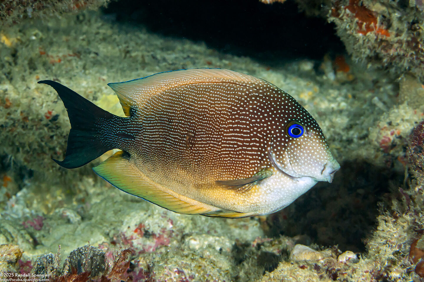 Ctenochaetus binotatus (Twospot Bristletooth)