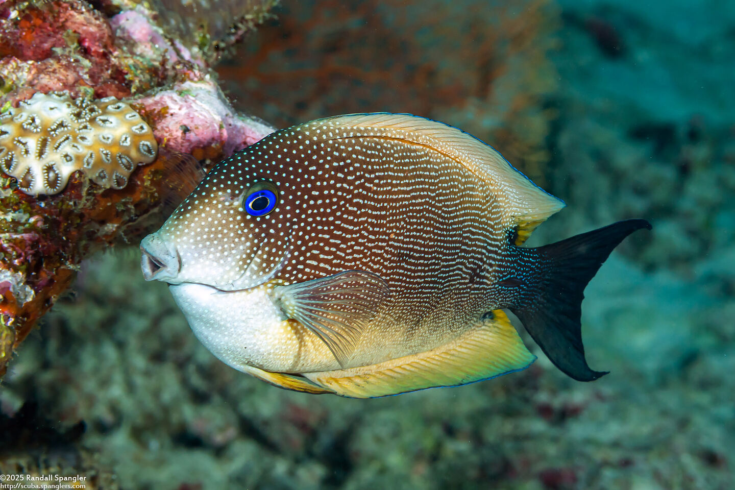 Ctenochaetus binotatus (Twospot Bristletooth)