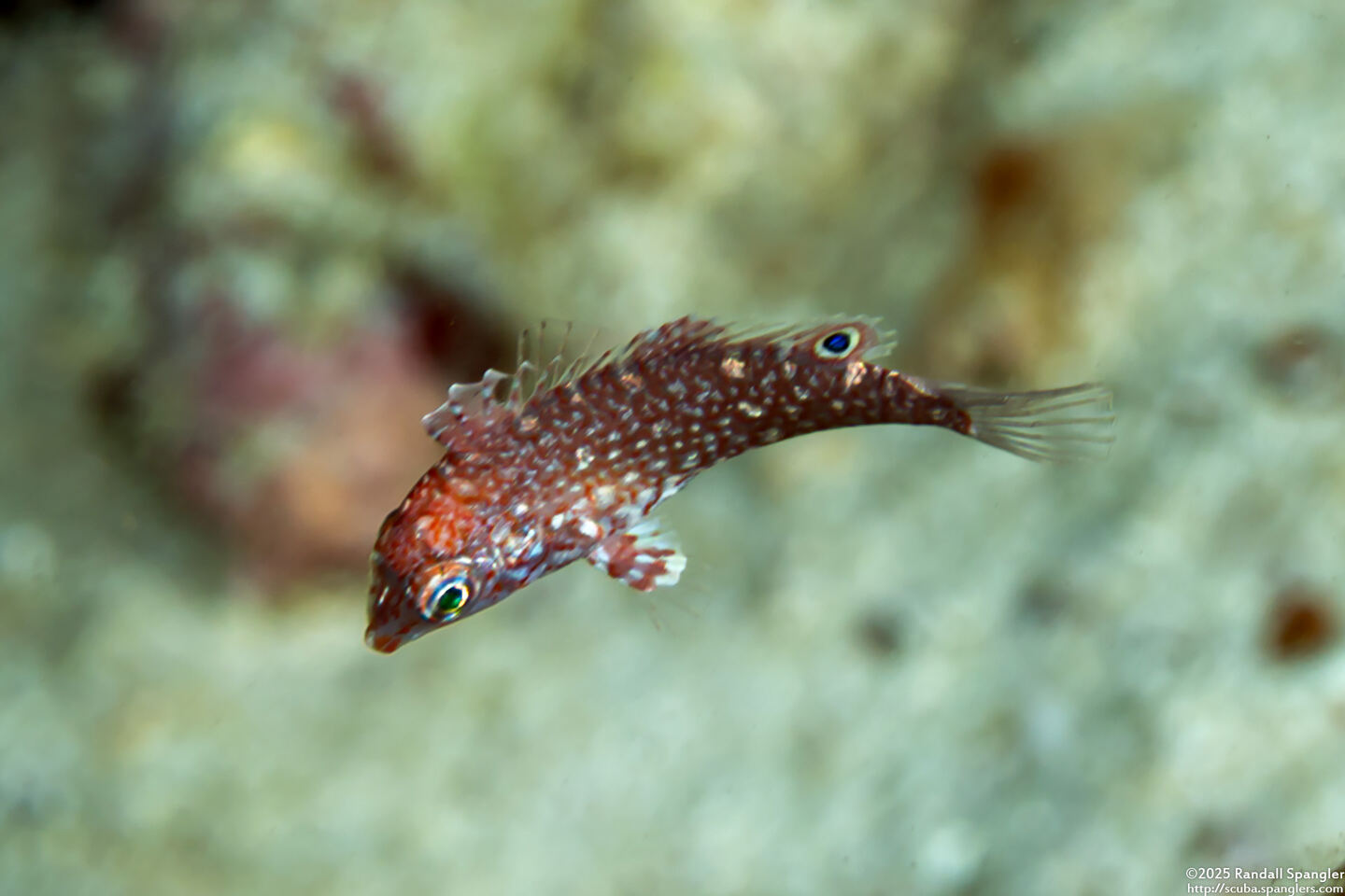 Macropharyngodon ornatus (Ornate Leopard Wrasse)