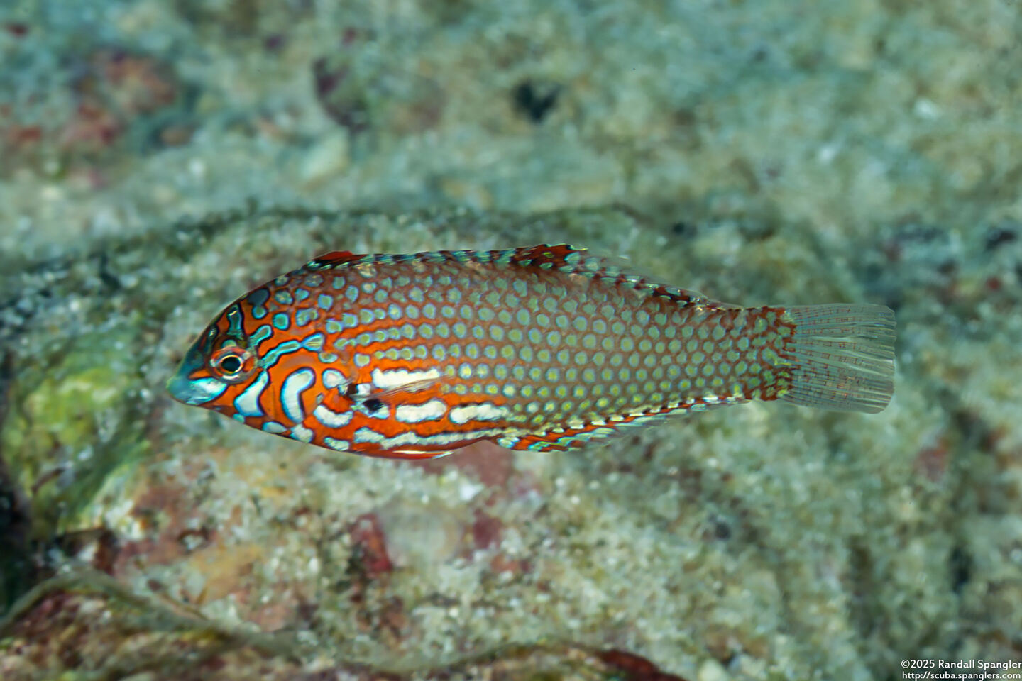 Macropharyngodon ornatus (Ornate Leopard Wrasse)