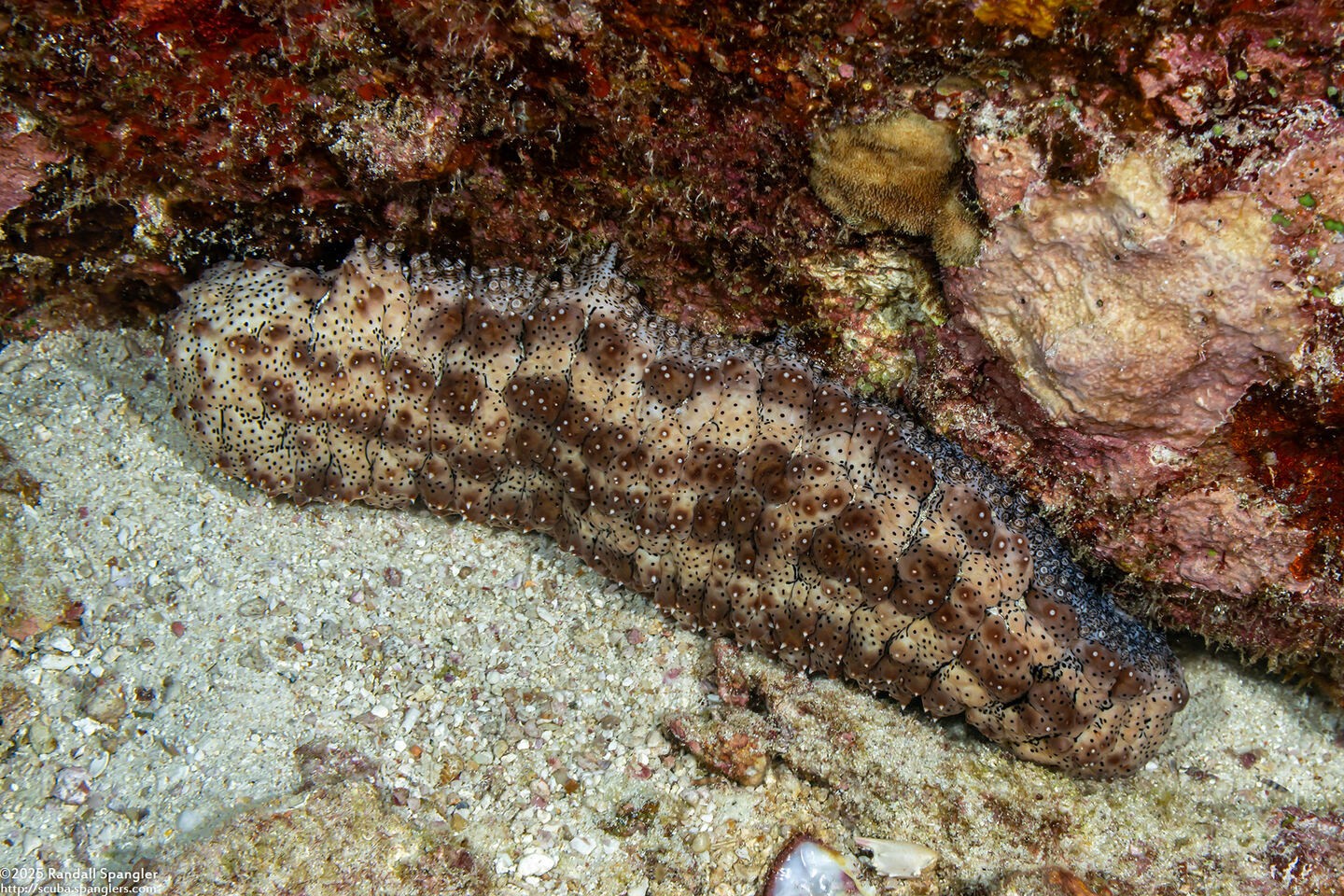 Pearsonothuria graeffei (Blackspotted Sea Cucumber)