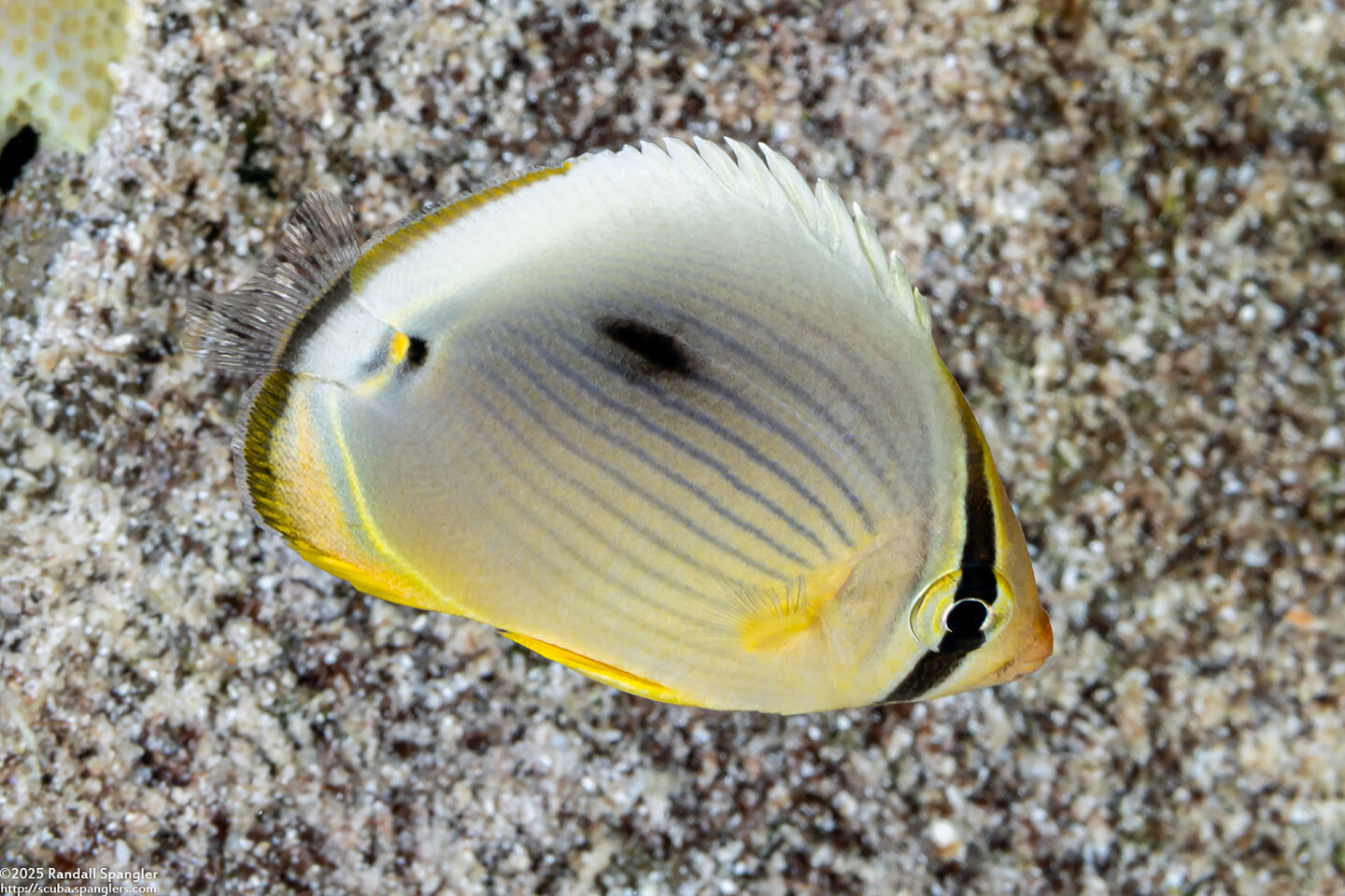 Chaetodon trifasciatus (Indian Redfin Butterflyfish); Tiny juvenile