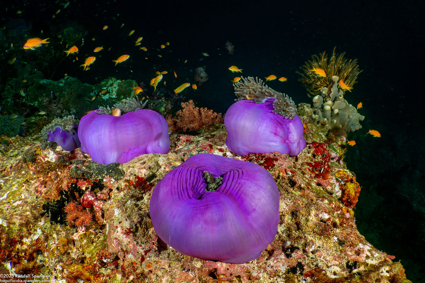 Heteractis magnifica (Magnificent Sea Anemone)