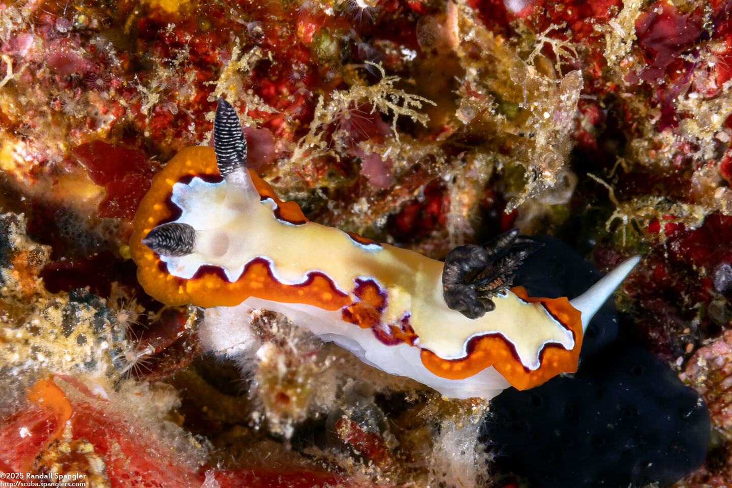Goniobranchus fidelis (Creamy Chromodoris)