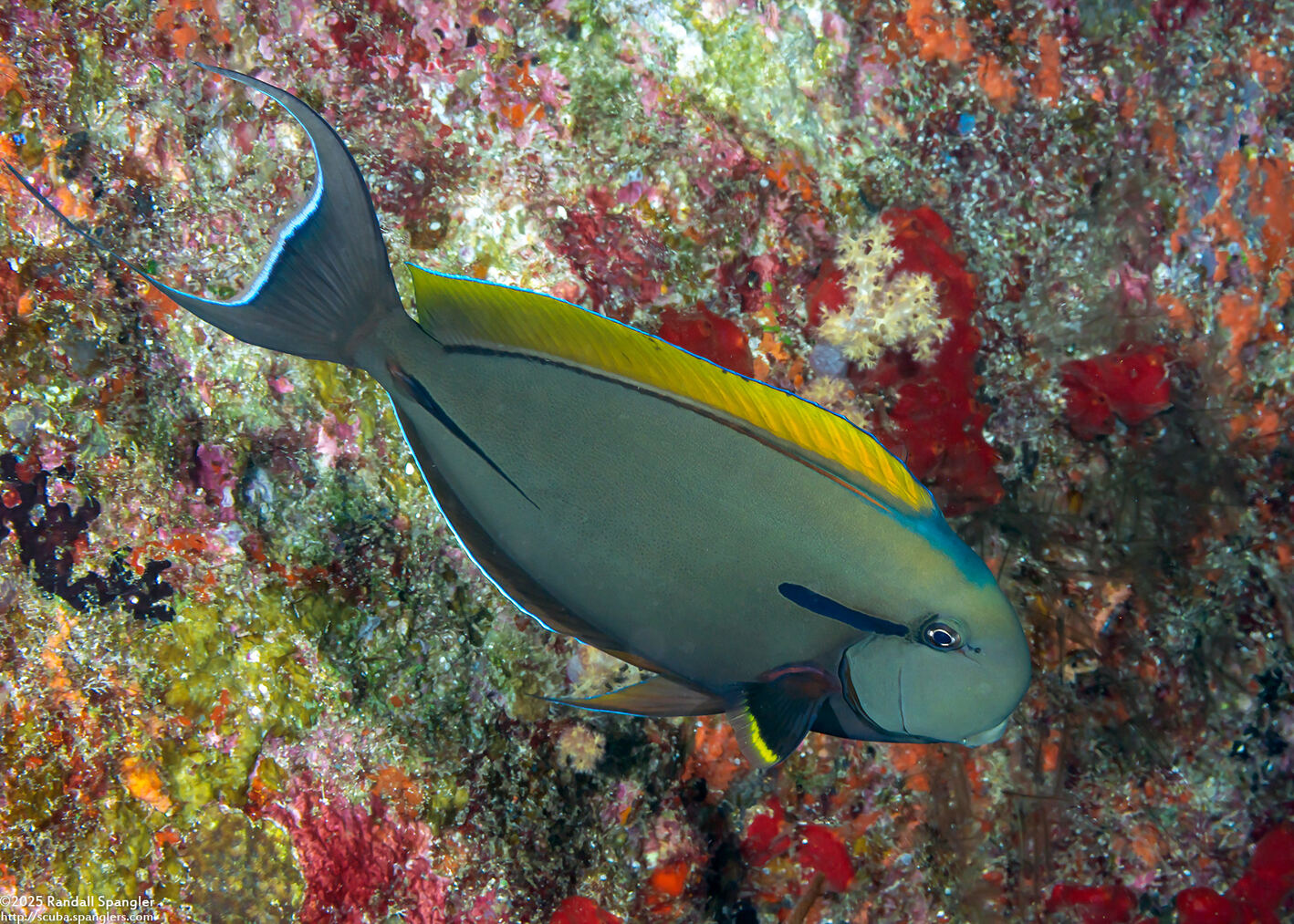 Acanthurus nigricauda (Blackstreak Surgeonfish)