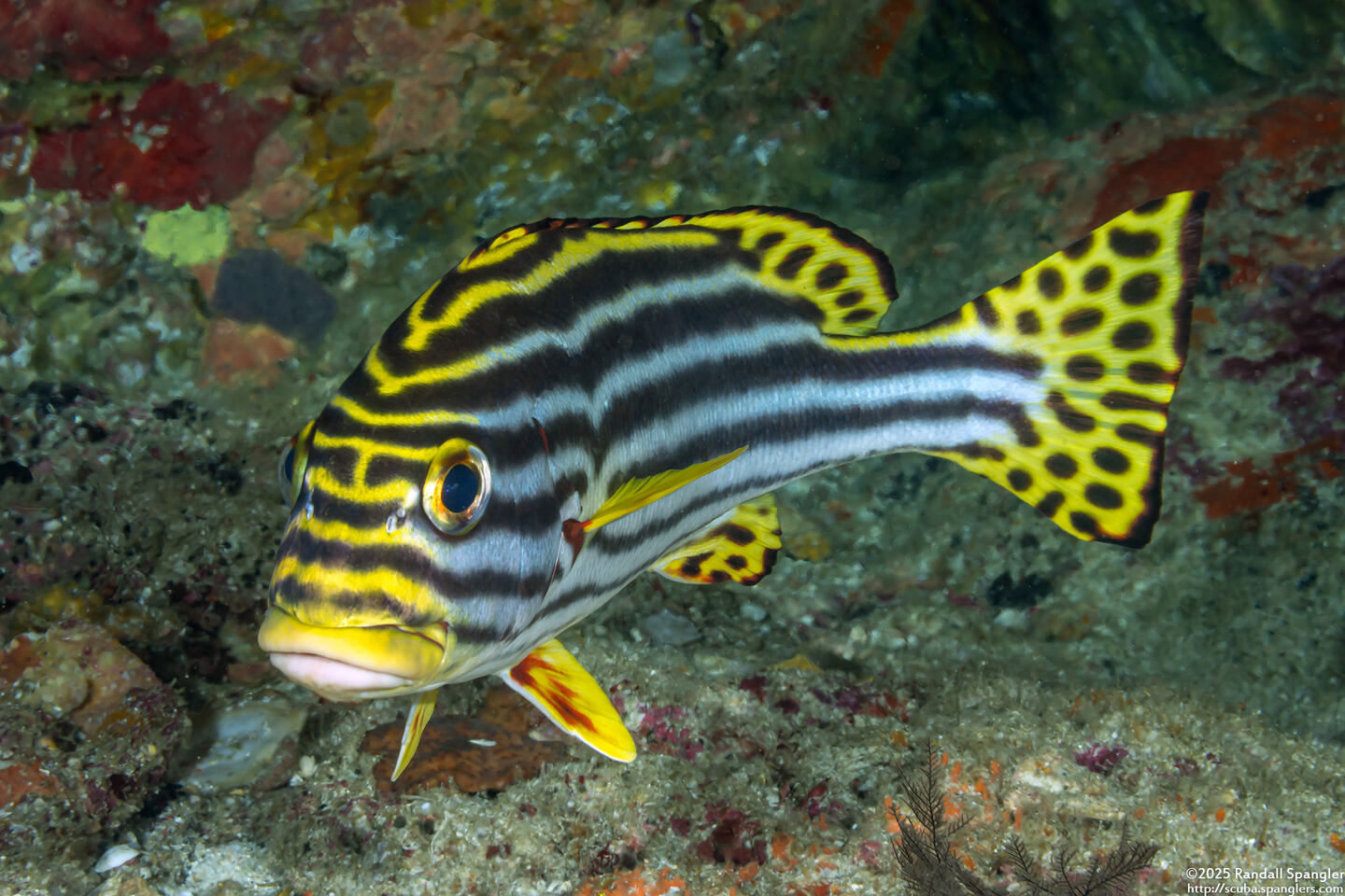 Plectorhinchus vittatus (Oriental Sweetlips)