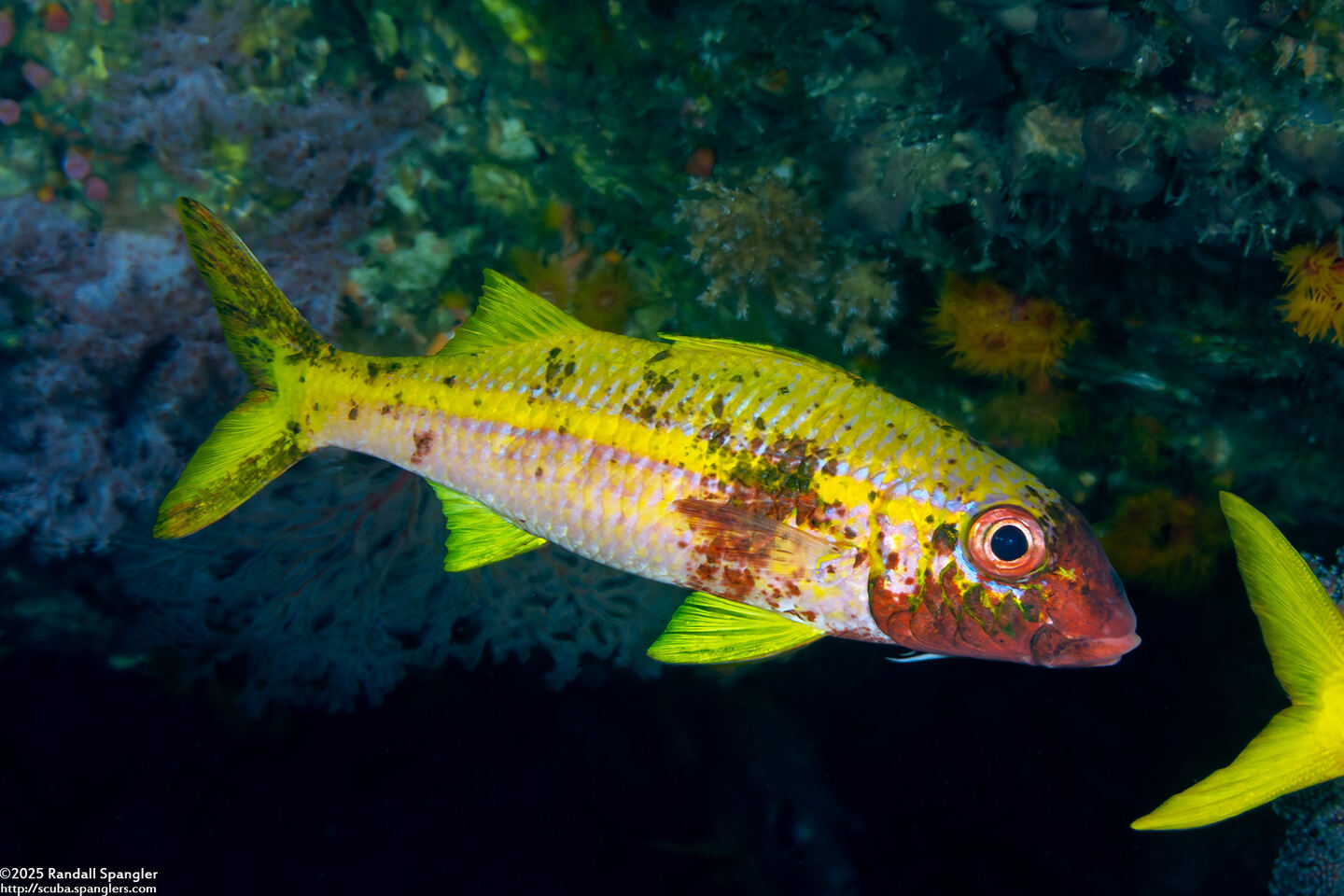 Mulloidichthys vanicolensis (Yellowfin Goatfish)
