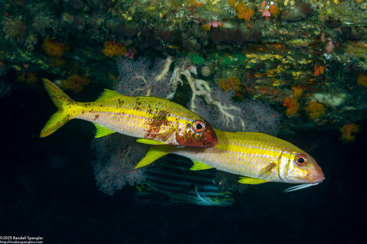 Mulloidichthys vanicolensis (Yellowfin Goatfish)