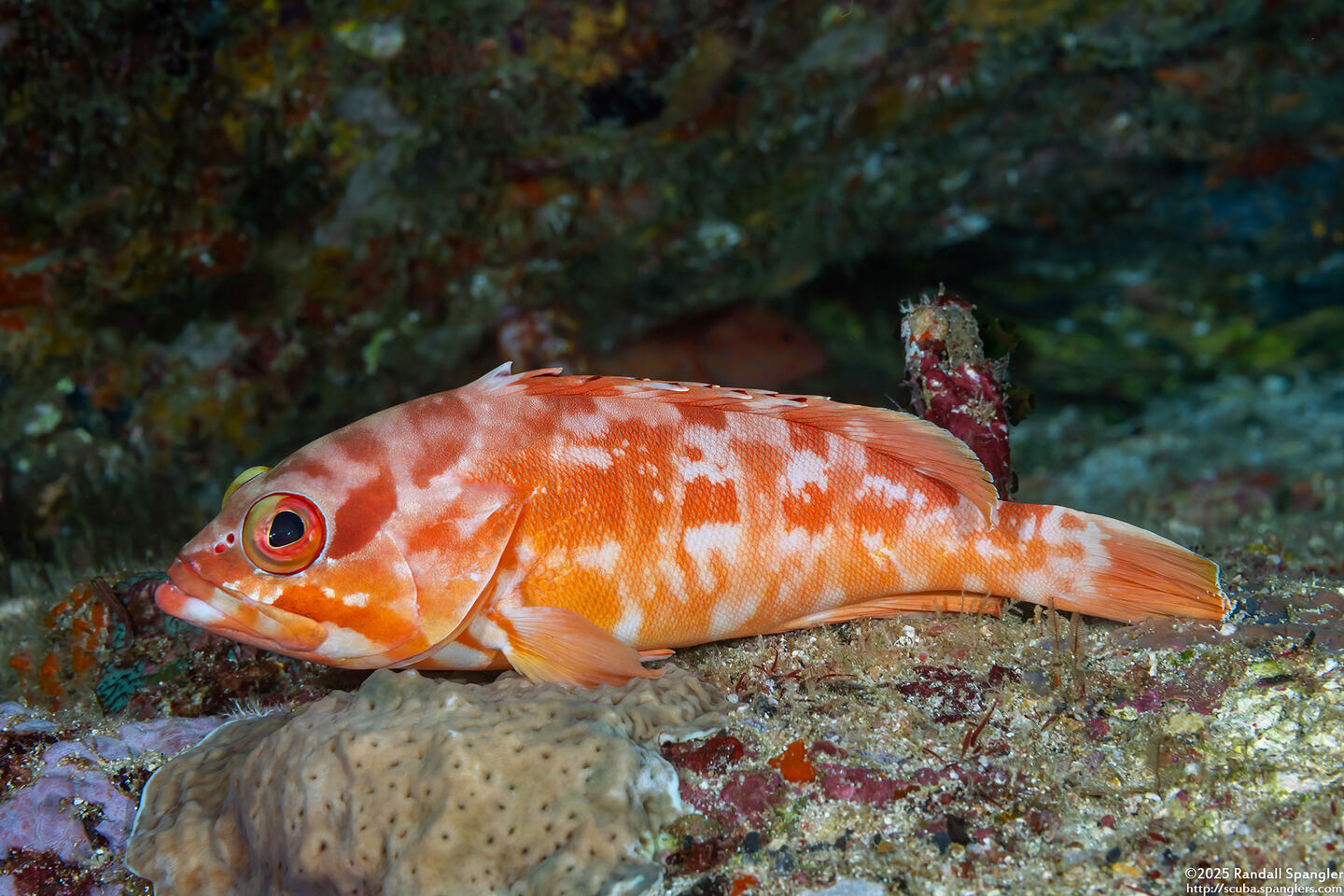 Epinephelus fasciatus (Blacktip Grouper)